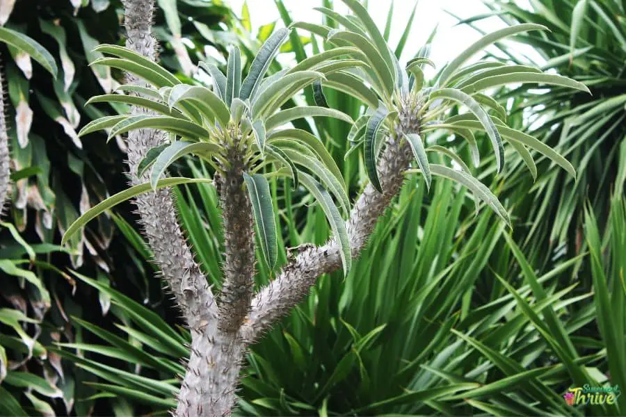 Pachypodium Lamerei