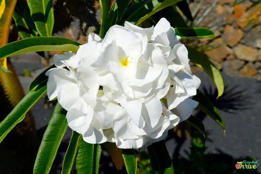 Pachypodium Lamerei