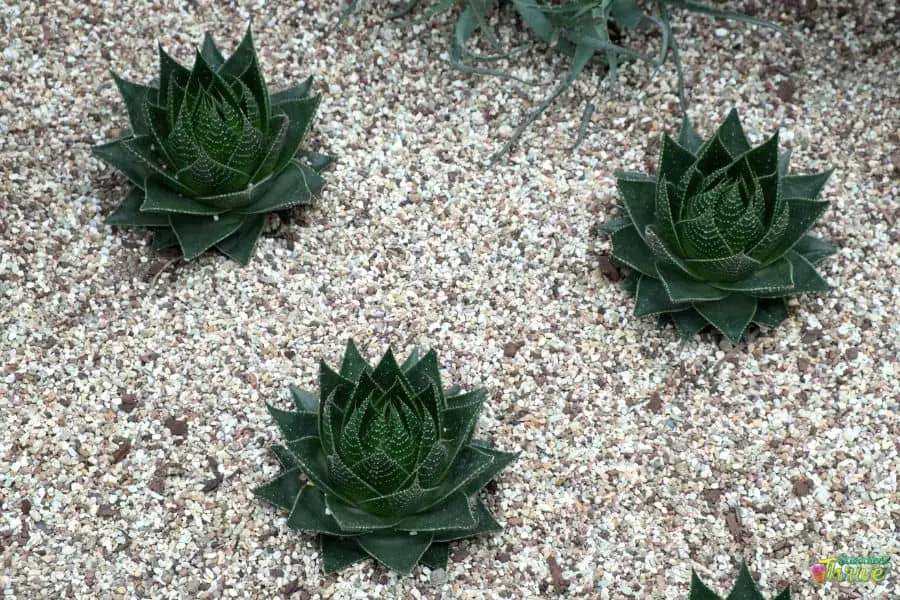 Aloe Polyphylla