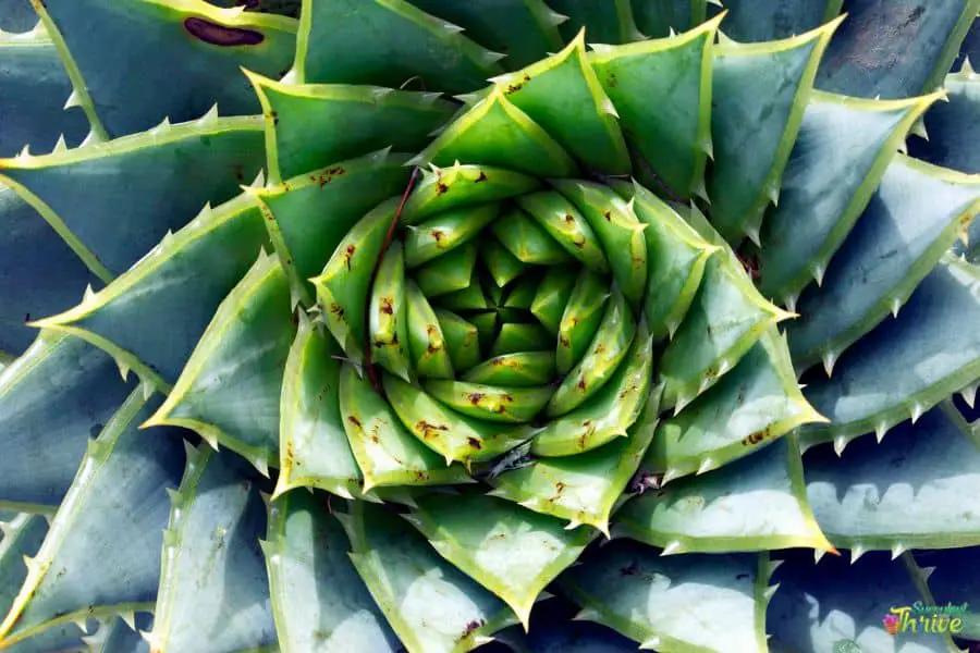 Aloe Polyphylla