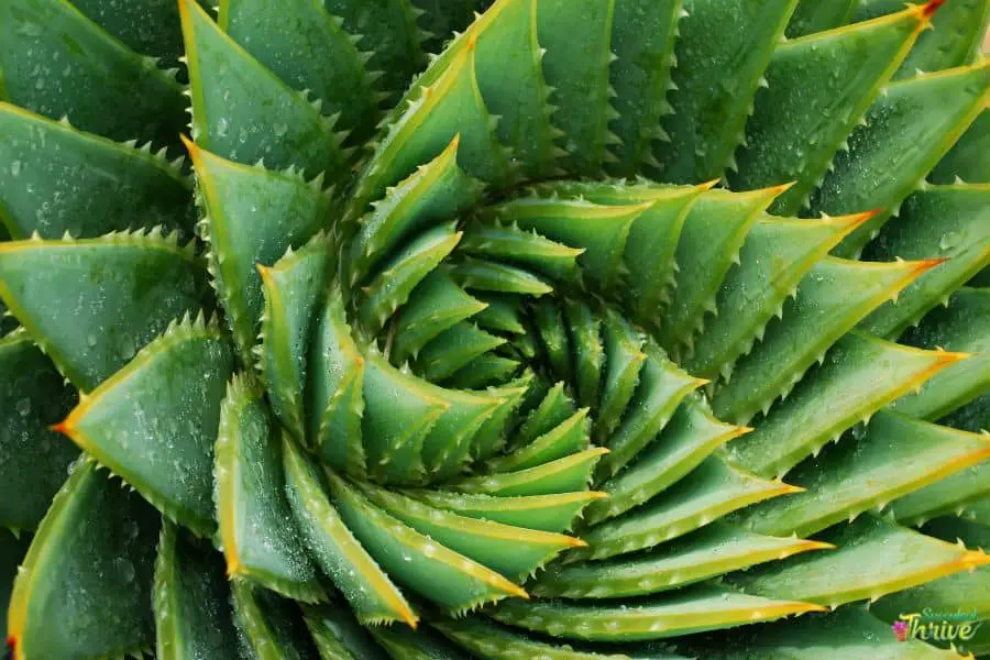 Aloe Polyphylla