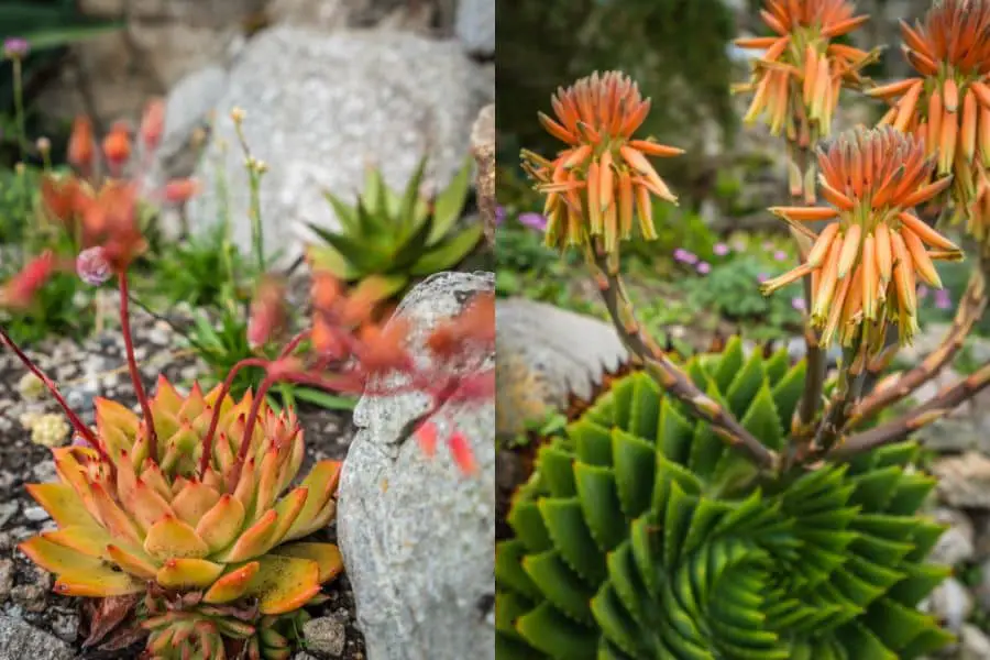 Aloe Polyphylla