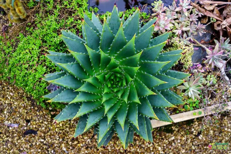 Aloe Polyphylla