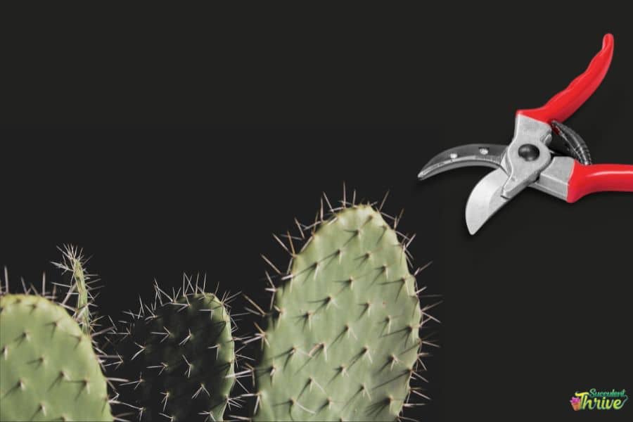 Cactus Pruning