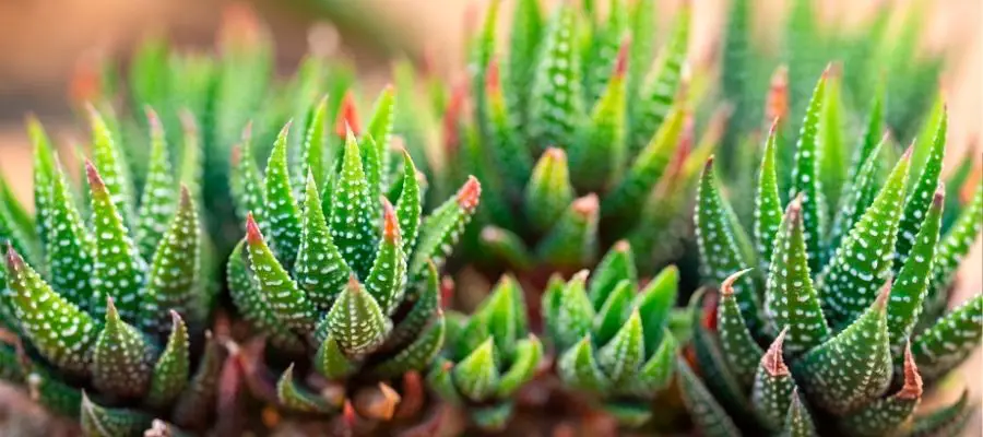 Haworthia