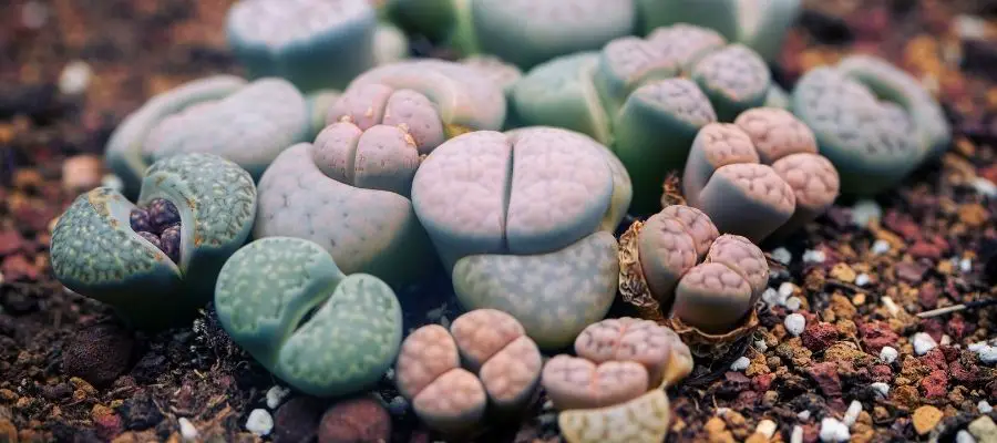 Lithops